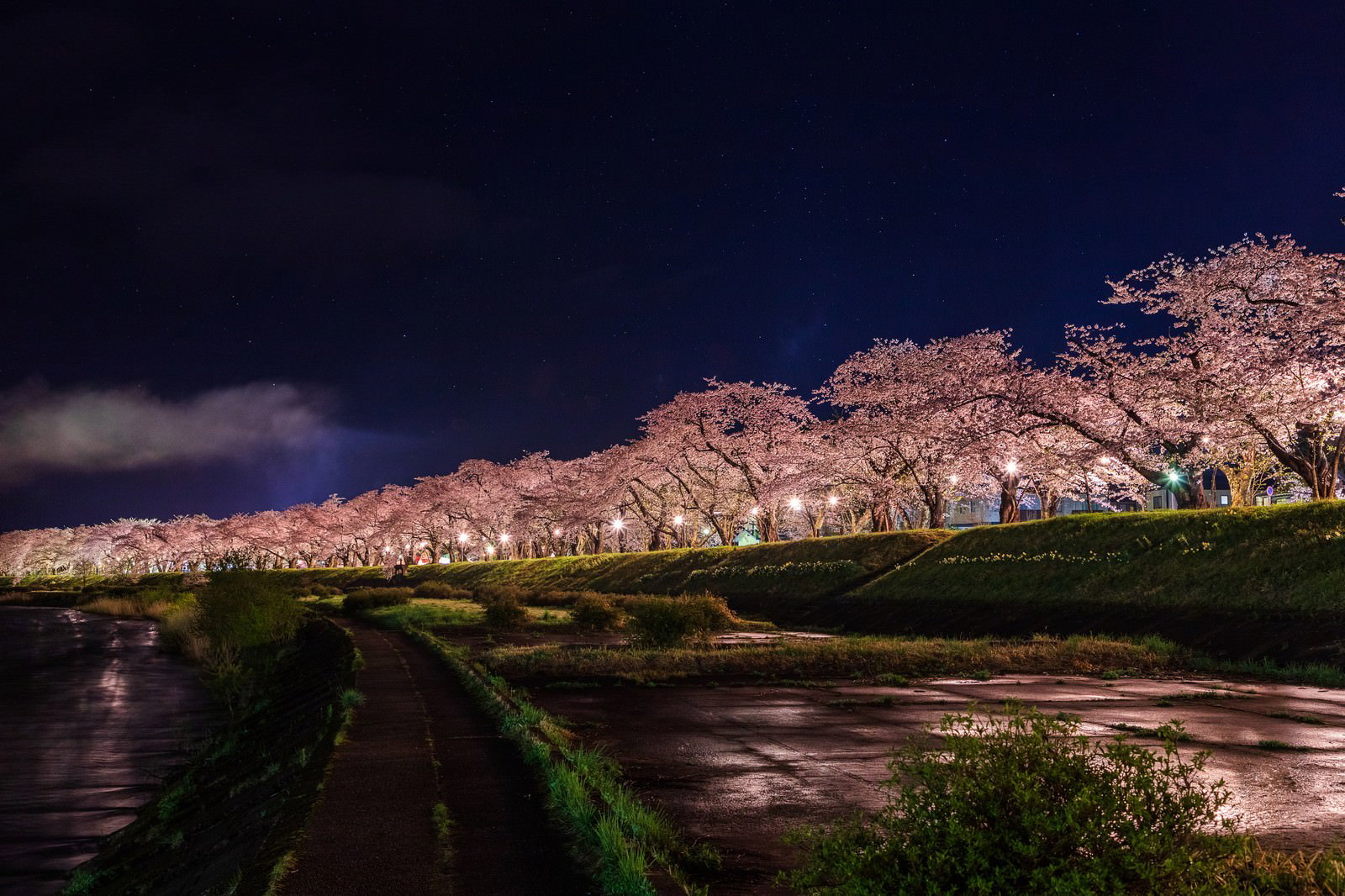 夜空の下、ライトアップされた角館桧木内川の桜並木と水面に映る桜の影