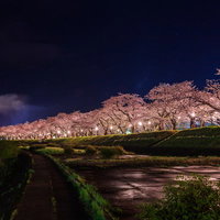 ライトアップされた角館桧木内川の夜桜並木の写真