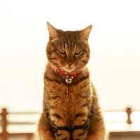 日向ぼっこをする金色の飼い猫、窓際でおすわりの写真