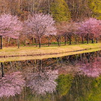 満開の桜並木に映る水鏡：春の季節の写真