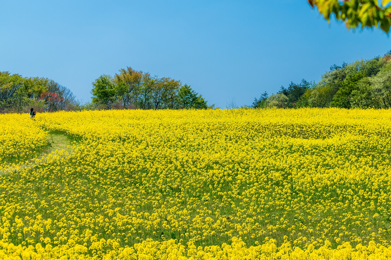 青空の下に広がる黄色い菜の花畑の風景