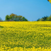 菜の花で埋め尽くされた黄色い絨毯 春の花畑風景の写真