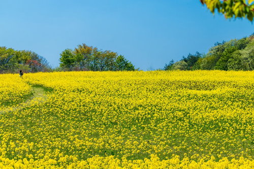 菜の花で埋め尽くされた黄色い絨毯 春の花畑風景
