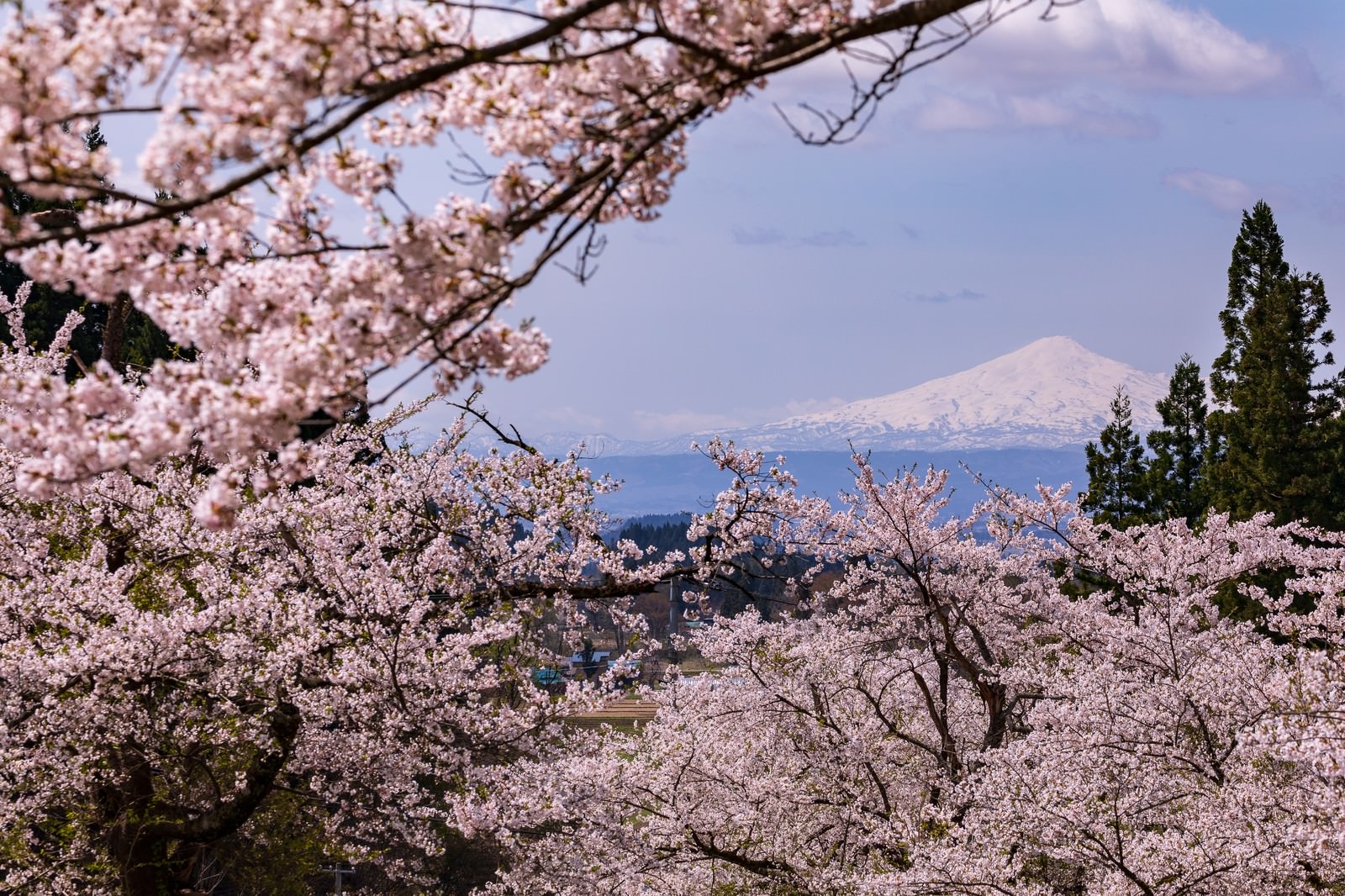 満開の桜越しに見る雪化粧した鳥海山の風景