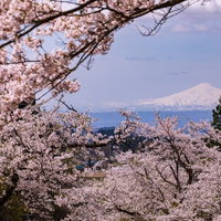 満開の桜から見る雪化粧の鳥海山、秋田の活火山の写真