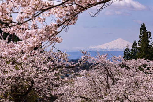 満開の桜から見る雪化粧の鳥海山、秋田の活火山