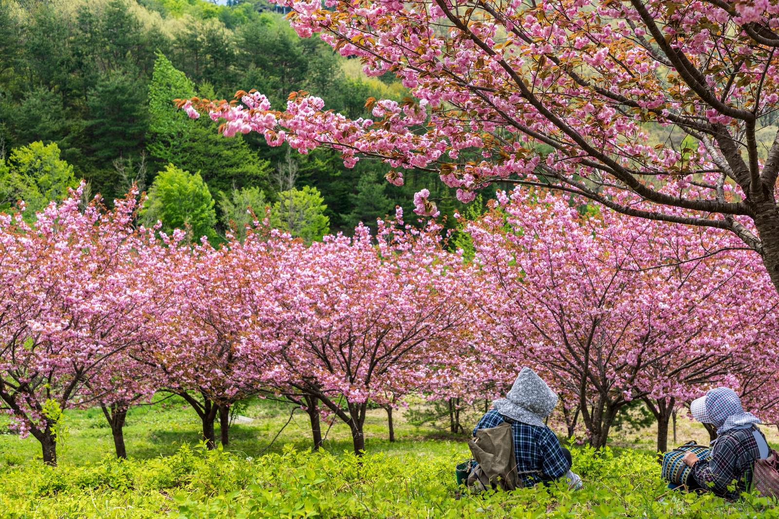 満開の八重桜の下で青いシートに座って花見を楽しむ高齢女性たち