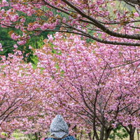 八重桜の木の下でひと休みする婆ちゃんの後ろ姿の写真