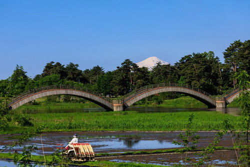 鳥海山を背景にした三連の雁がね橋と田植え