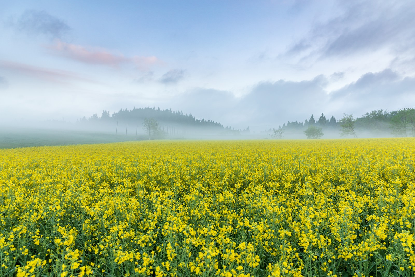 水辺の花火大会で打ち上げられた大輪の花火