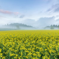 水辺の花火大会と水面に映る大輪の光の写真