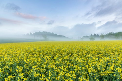 水辺の花火大会と水面に映る大輪の光