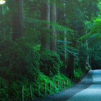 静寂に包まれる中尊寺参道の古い杉並木と石畳の写真