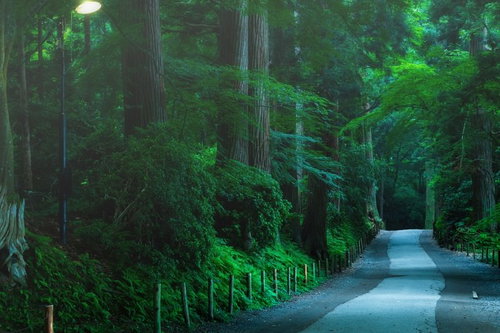 静寂に包まれる中尊寺参道の古い杉並木と石畳