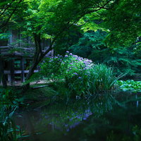 深緑に囲まれた池の水鏡に映る中尊寺弁財天堂の写真