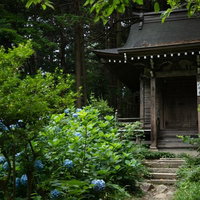 紫陽花と中尊寺八幡堂の風景、平泉の世界遺産を彩る季節の花と歴史建築の写真