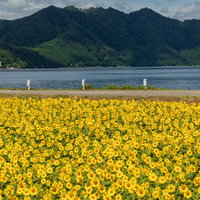 田沢湖を背景にした夏のひまわり畑の写真