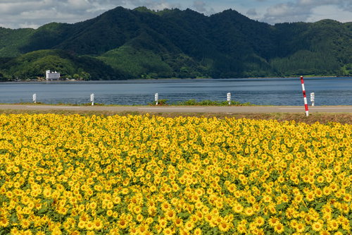 田沢湖を背景にした夏のひまわり畑