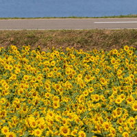 田沢湖畔に咲く黄色いひまわり畑の夏風景の写真