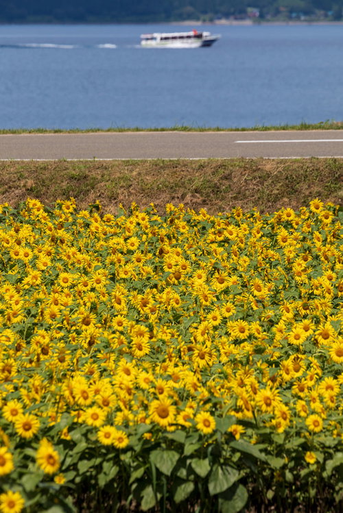 田沢湖畔に咲く黄色いひまわり畑の夏風景