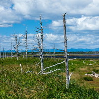 野付半島のトドワラ・海岸に点在する立ち枯れた木々の写真