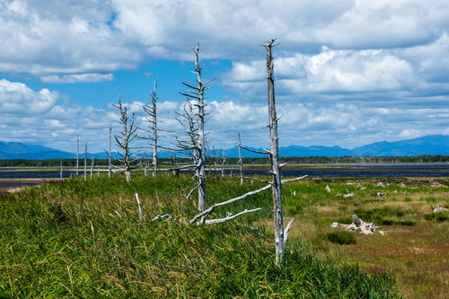野付半島のトドワラ・海岸に点在する立ち枯れた木々