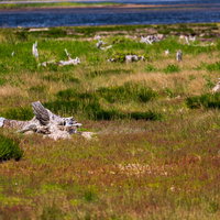 野付半島の海岸に転がる白く朽ちた枯れ木と湿地の景観の写真