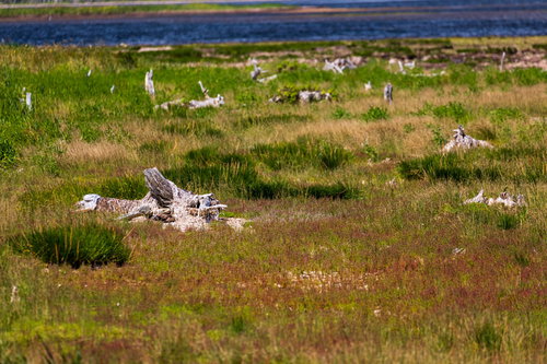 野付半島の海岸に転がる白く朽ちた枯れ木と湿地の景観