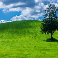 北の大地の丘に堂々と立つ大きな木と広大な草原の風景の写真