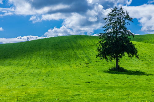 北の大地の丘に堂々と立つ大きな木と広大な草原の風景