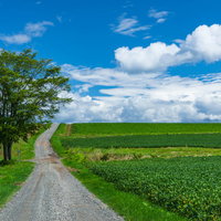 広大な大地の畑と丘陵地帯を貫く一本道と青空の写真