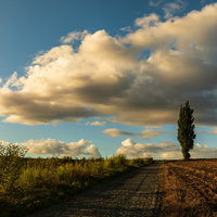 耕された畑の脇に立つ一本のポプラの木と白い雲の写真