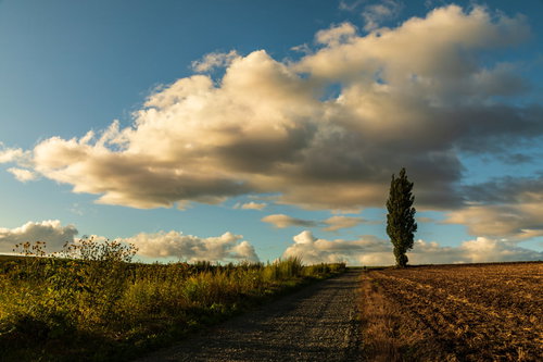 耕された畑の脇に立つ一本のポプラの木と白い雲