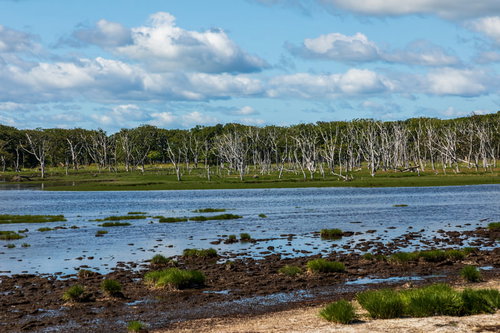 野付半島のナラワラと干潟の遊歩道