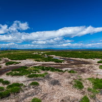日本最大の砂嘴（野付半島）の流木と湿地の写真