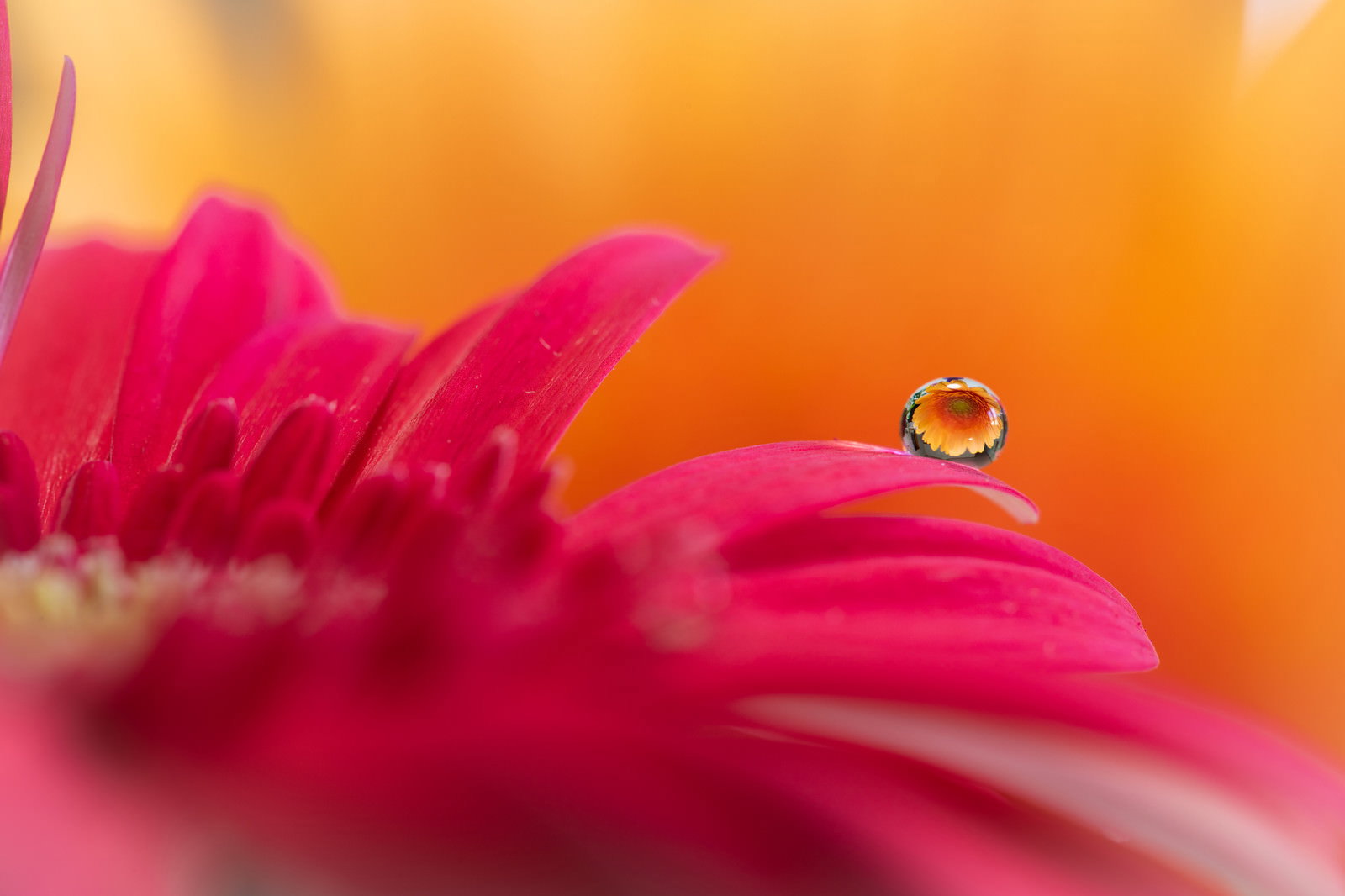 ピンクの花びらにある水滴に逆さまに映る黄色い花