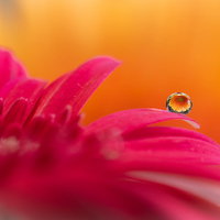 水滴に逆さに映る黄色の花と背景のオレンジ色の写真