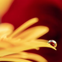 水滴に閉じ込めた赤い薔薇の花びらの写真