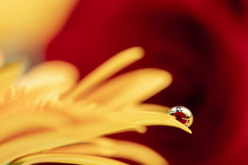 水滴に閉じ込めた赤い薔薇の花びら