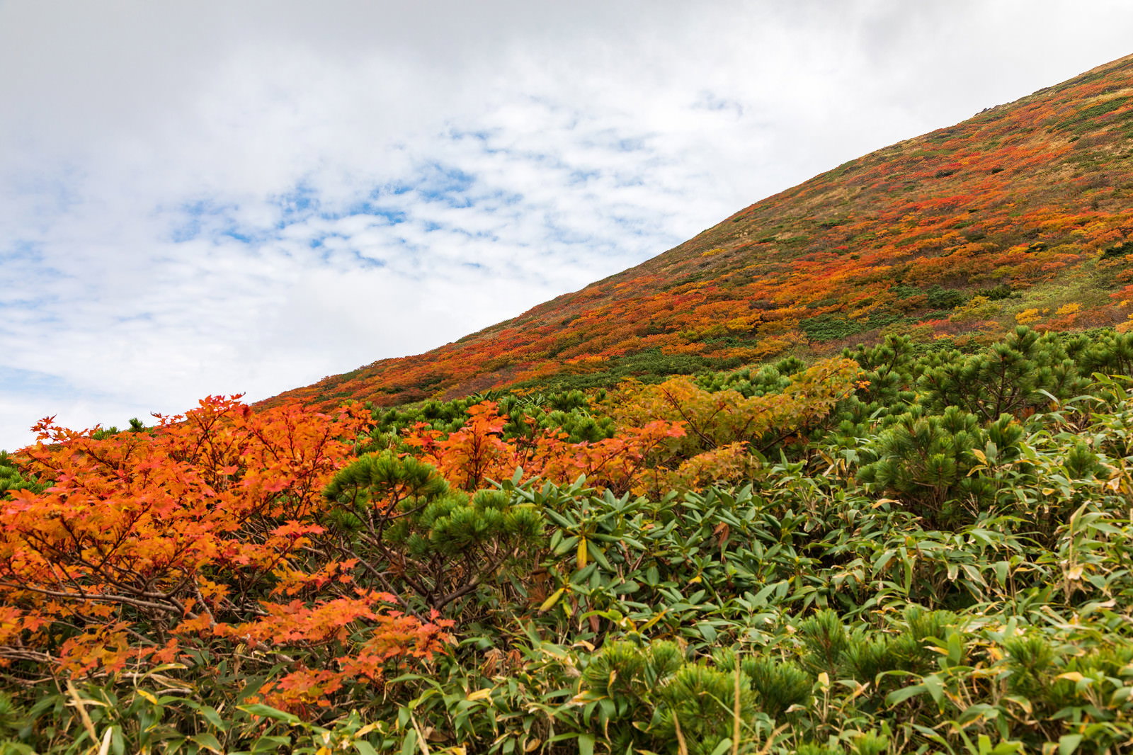 紅葉し始める秋の秋田駒ヶ岳の山肌に広がる色とりどりの木々