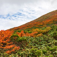 紅葉し始める秋の秋田駒ヶ岳の山肌の写真