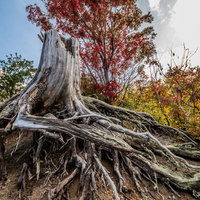 黄葉した木々と枯木（川原毛地獄）の写真