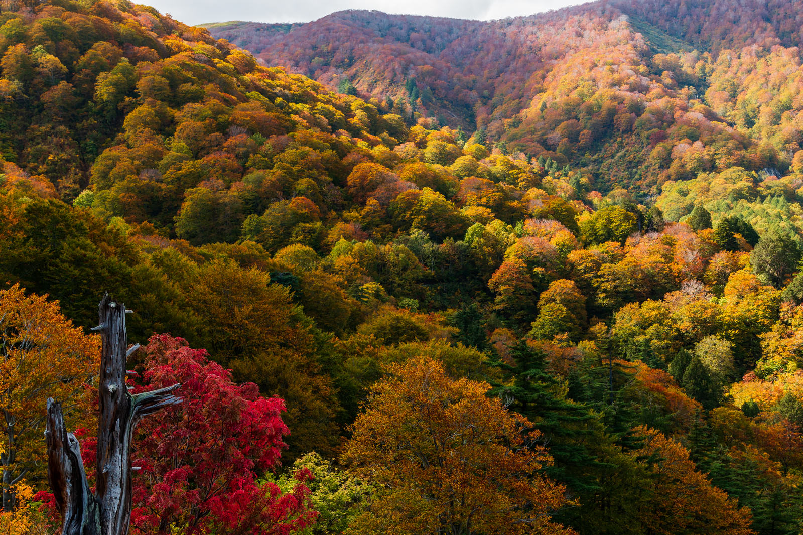河原毛地獄から見下ろした秋の山々、色とりどりの紅葉と黄葉に染まった森林