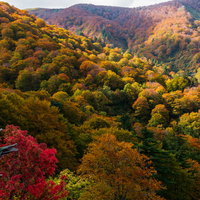 河原毛地獄から望む秋色に染まる紅葉と黄葉の森の写真