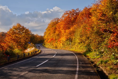 栗駒山の紅葉で染まる道路のカーブ