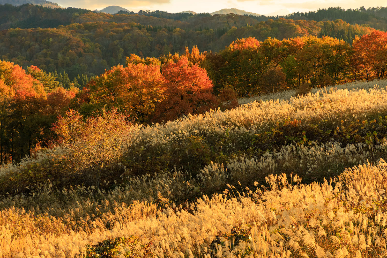 夕日に照らされて黄金色に輝く紅葉した木々とススキの風景