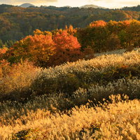 夕日に照らされた紅葉した木々と秋のススキの写真
