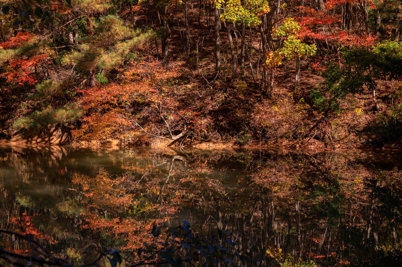 静かな沼の水面に色とりどりの紅葉した木々が鏡のように反射している秋の風景