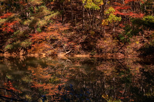 沼の水面に反射する紅葉した木々の秋景色