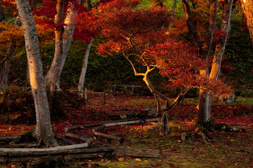 夕日に照らされた庭のもみじと紅葉の落葉風景